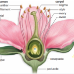 Anatomy of a flower.