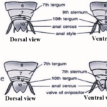 abdomen of a cockroach