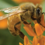 bee2