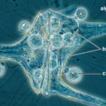 rhizopus