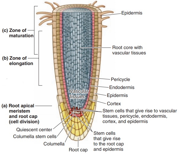 Morphology of Angiosperms (flowering plants)-SHS Elective Biology, Part ...