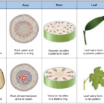 M of plant P1f