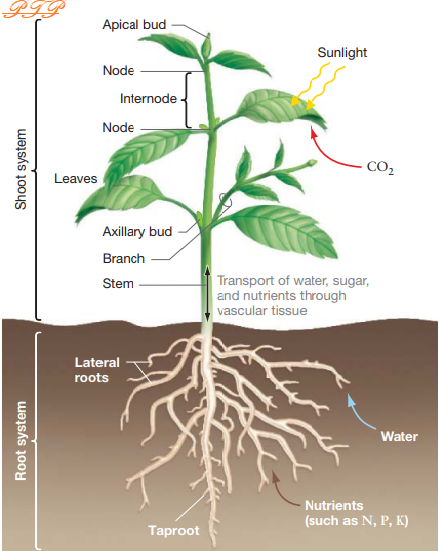 Morphology of Angiosperms (flowering plants)-SHS Elective Biology, Part ...