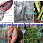 root structure and modification