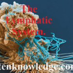 FI for lymphatic
