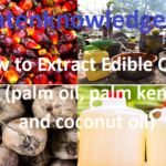How to Extract Edible Oil at Home (palm oil, palm kennel oil, and coconut oil)
