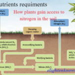 Plant nutrient FI