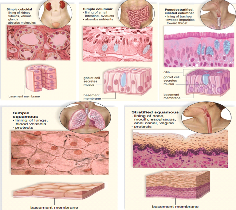 Animal tissues; types and their functions. - Elightenknowledge.com