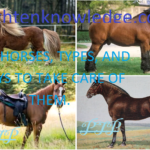 horse, types and way to take care of them