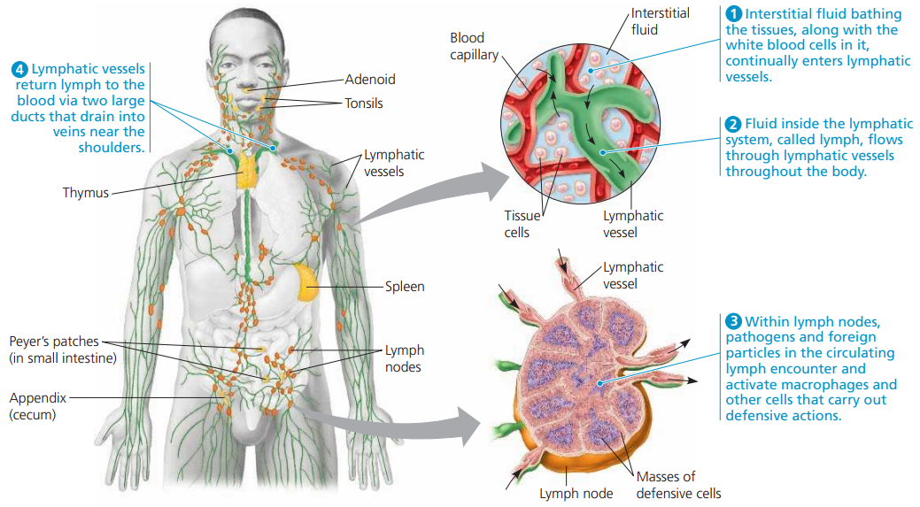 Enlighten Knowledge note; The Lymphatic System. - Elightenknowledge.com