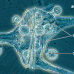 Chytrids parasitizing a protist.