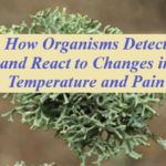 How Organisms Detect and React to Changes in Temperature and Pain