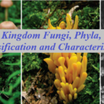 Kingdom Fungi, Phyla, Classification and characteristics.