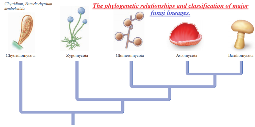 Kingdom Fungi, Phyla, Classification and characteristics ...