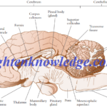 How the Brain Builds Memory and Knowledge; Through Patterning and Prediction.