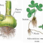 vegetative propagation