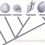 mollusks@