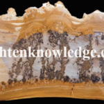 storage of microorganisms