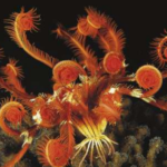 A feather star
