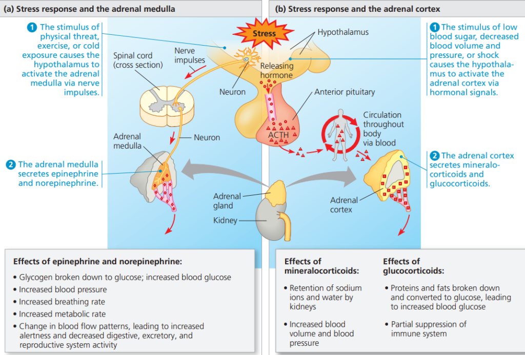 The Adrenal Gland and Stress Responses - Elightenknowledge.com