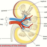 The anatomy of the kidneys