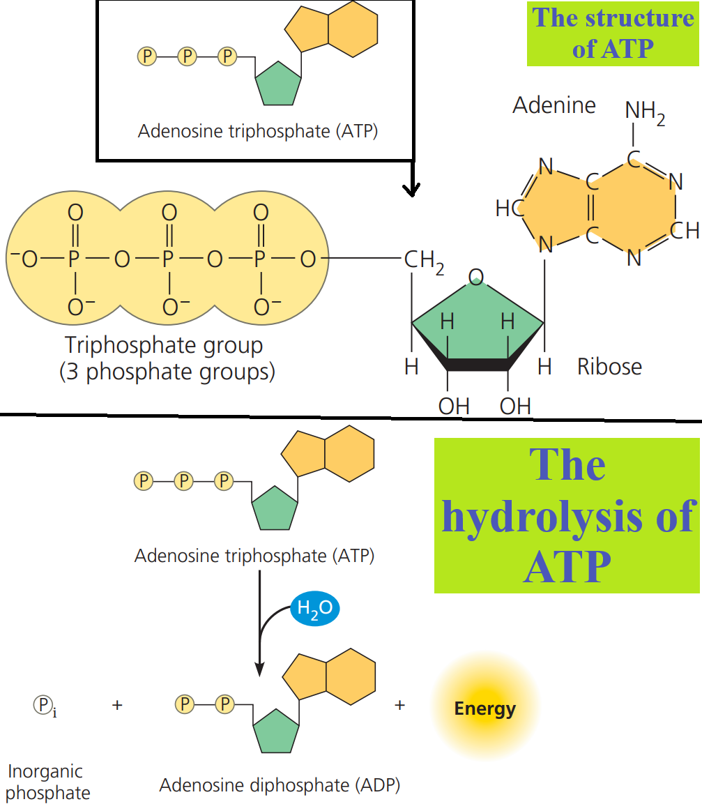 How ATP Provides the Energy that Perform Work. - Elightenknowledge.com