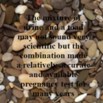 The mixture of urine and a toad may not sound very scientific but the combination made a relatively accurate and available pregnancy test for many years