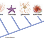 echinodermata