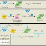 f of ATP Hydrolysis