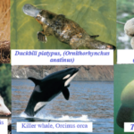 f of diversity of mammals