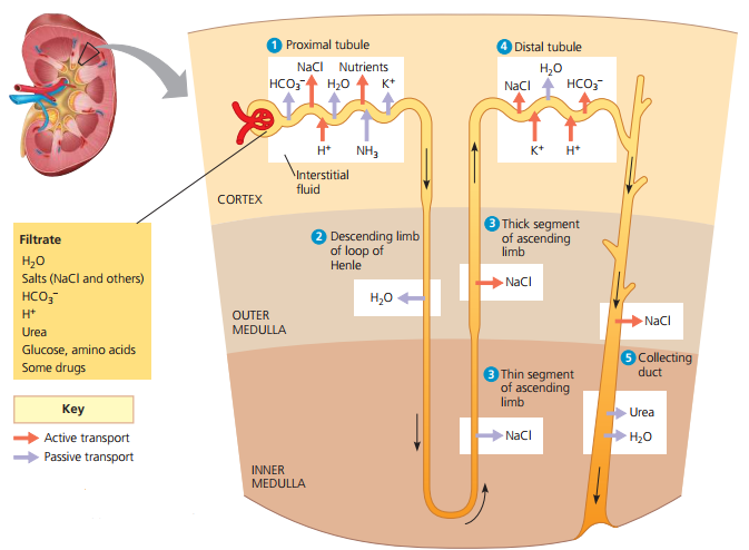 Exploring the structure and functions of the mammalian kidney ... Biology Diagrams