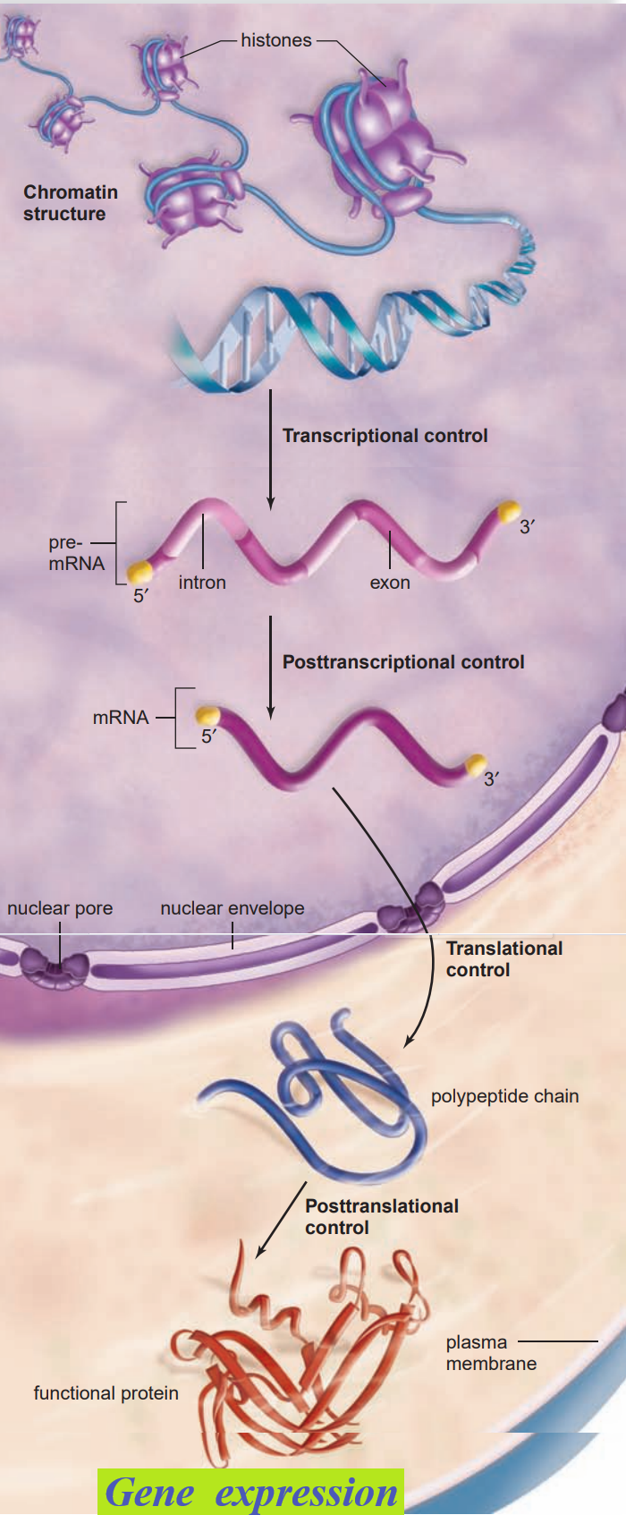 Enlighten Biology Note on Control of Gene Expression Biology Diagrams