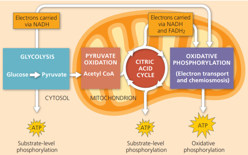 What happen to the food we eat after digestion to give us energy ...