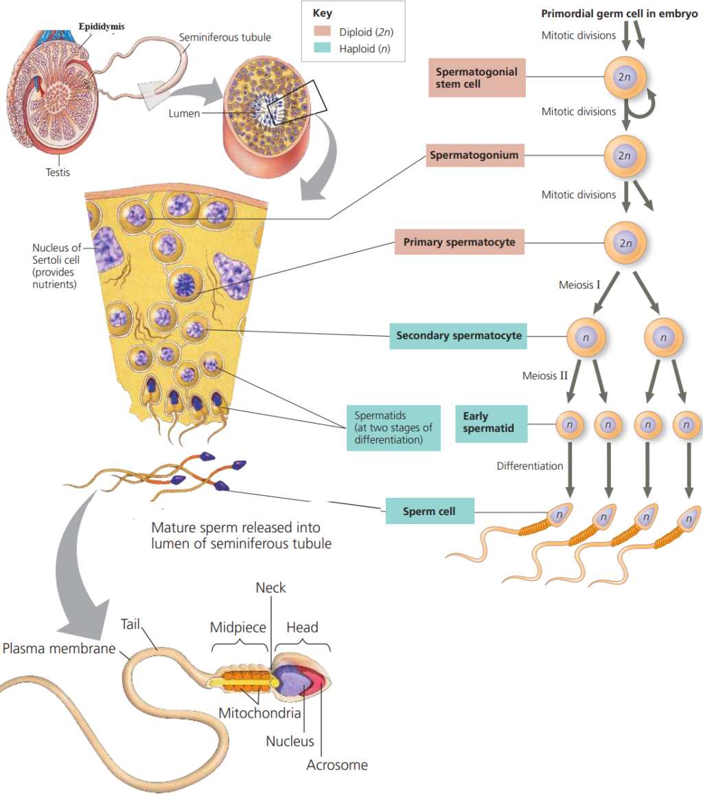 Exploring Human Gametogenesis Production Gametes Sperm Cell And Eggs 