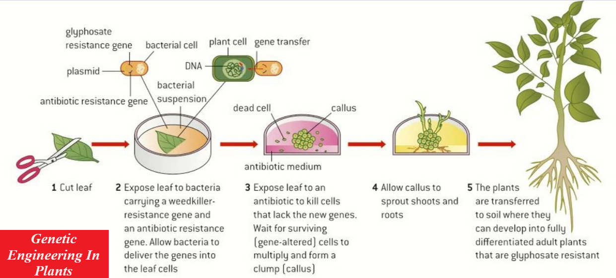 Genetic Engineering, Gene Technology and Ethics - Elightenknowledge.com