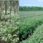 Crop-Weed Association, Crop-Weed Competition and Allelopathy