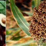 Deterioration of Harvested Fruits and Vegetables