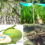 coconut and production of coconut seedlings