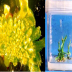 embyogenesis