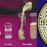 pre-sowing seed treatment