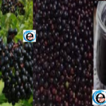 Elderberry