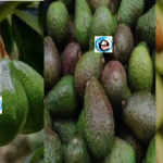 avocado