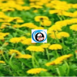 dandelion