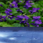 violet flower syrup