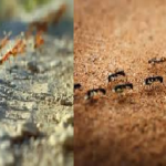 When ants leave their nest to search for food, how do they find their way back?